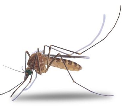 5 lầm tưởng về muỗi có thể khiến bạn mắc sốt xuất huyết